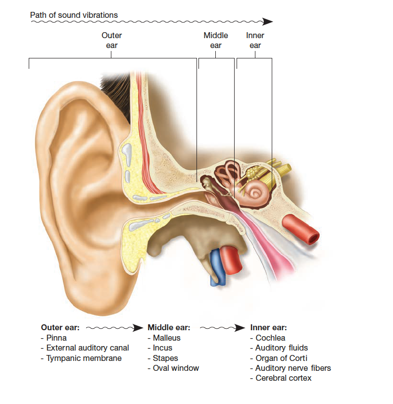 
1. sounds waves traveling down the external auditory canal strike eardrum causing vibration 
2. ossicles conduct these vibrations across the middle ear to the oval window 
3. oval window movements initiate vibrations I the fluid that fills the cochlea 
4. as fluid vibrations strike the hair cell, they bend small hairs and stimulate the nerve ending
5. the nerve ending sends an electrical impulse to the brain on the cochlear portion of the vestibulocochlear nerve 