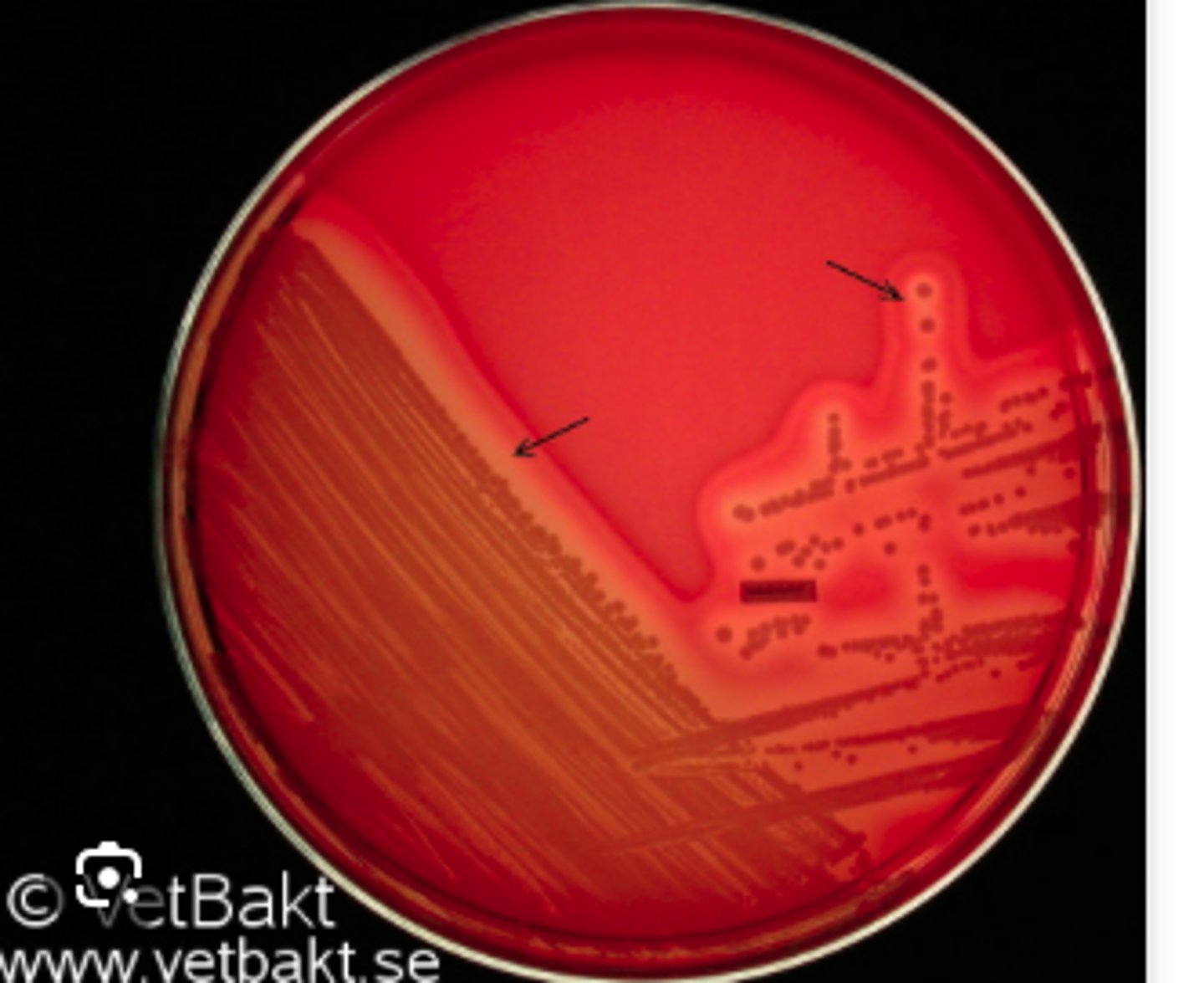 <p>A dog presented with pyoderma of the face and limbs. Material from pustules was plated on Blood (BA) and MacConkey (MAC) agars and incubated overnight at 350C. BA plates are provided. There was no growth on MAC.</p><p>Tests</p><p>Gram +ve cocci</p><p>Catalase and coagulase Pos</p><p>What is your presumptive identification?</p>