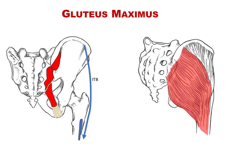 <p>Nerve Supply of Gluteus Maximus</p>