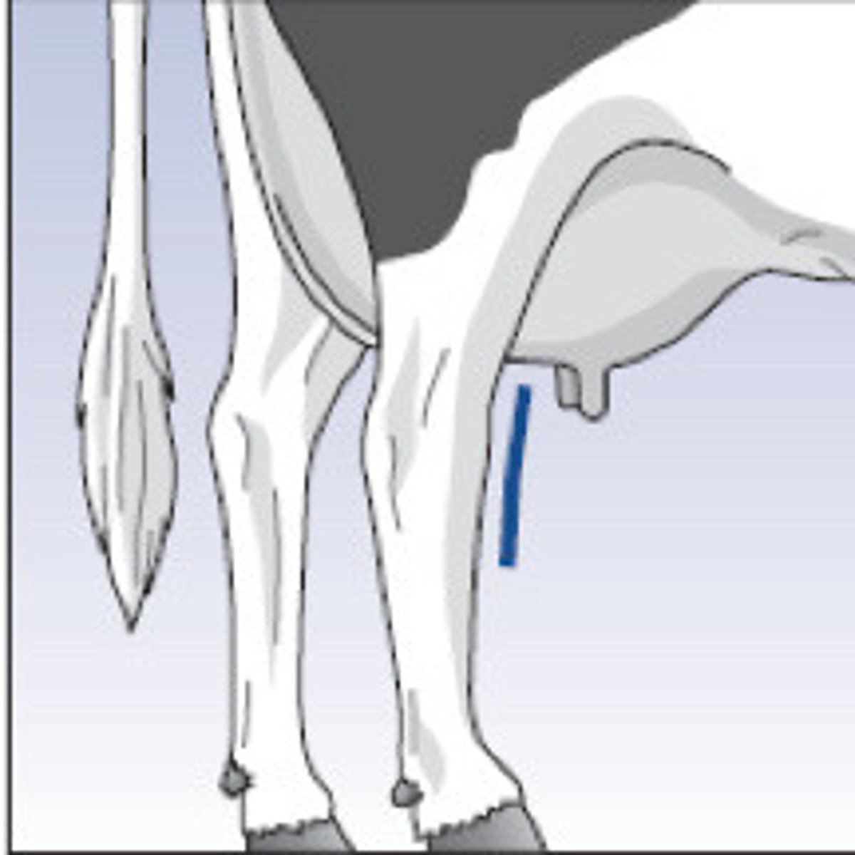 <p>What is the term for this hock angle?</p>