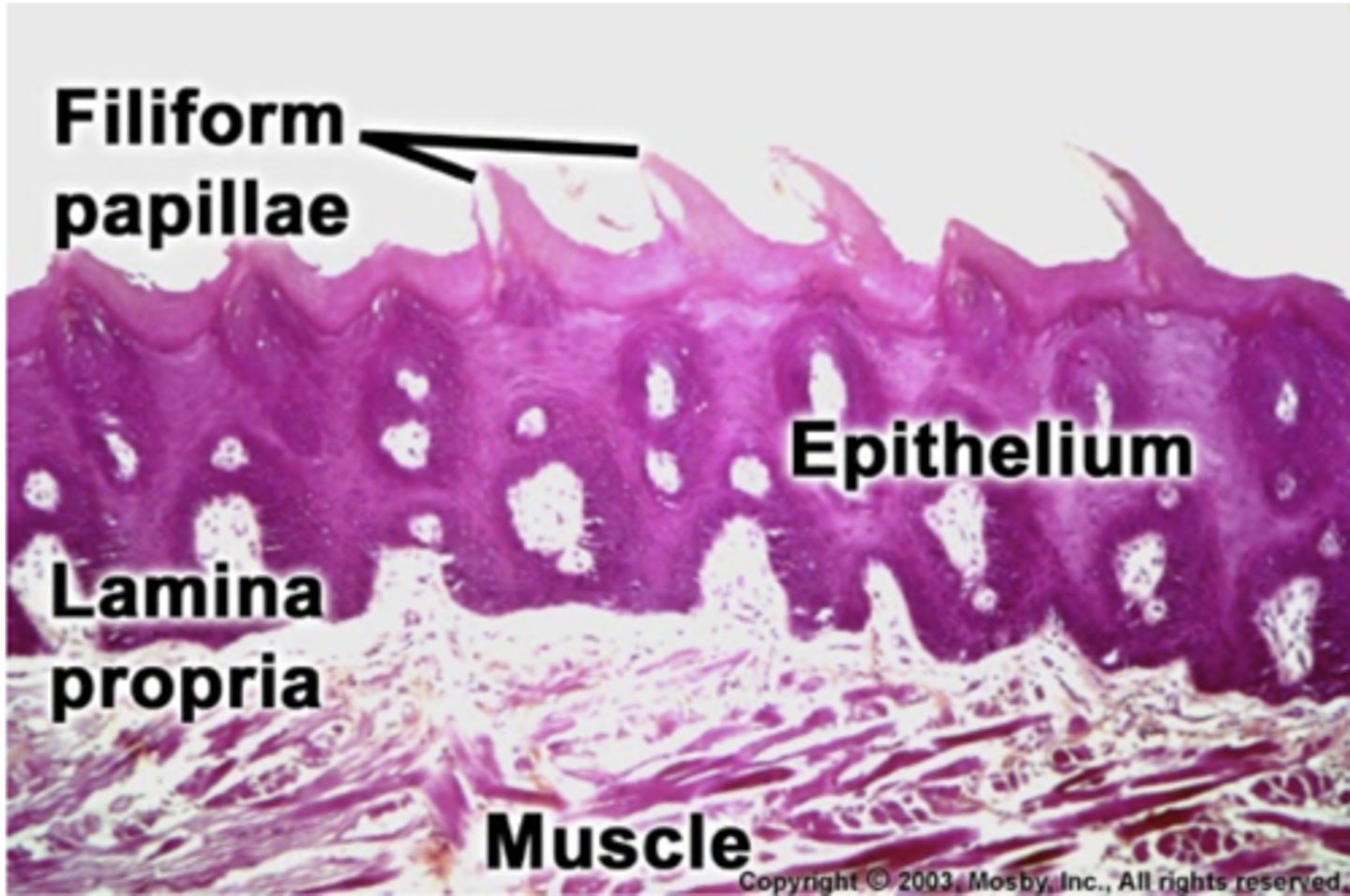 <p>filiform </p><p>-located on the anterior 2/3 of the tongue with fungiform </p>
