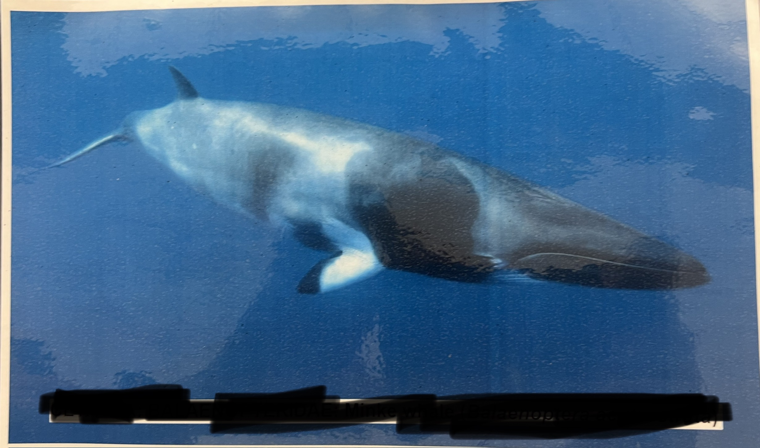 <p>Order, Suborder, Infraorder, Parvorder, Family?</p>