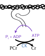 <ul><li><p>rebinds ADP and Pi to form ATP</p></li></ul><p></p>