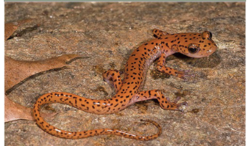 <p>cave salamander</p>