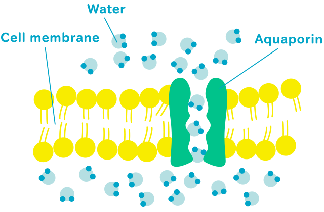 <ul><li><p>Water (small, polar) mostly uses aquaporins - specialized channel proteins </p></li><li><p>Water CAN pass through the membrane in small amounts </p></li></ul><p></p>