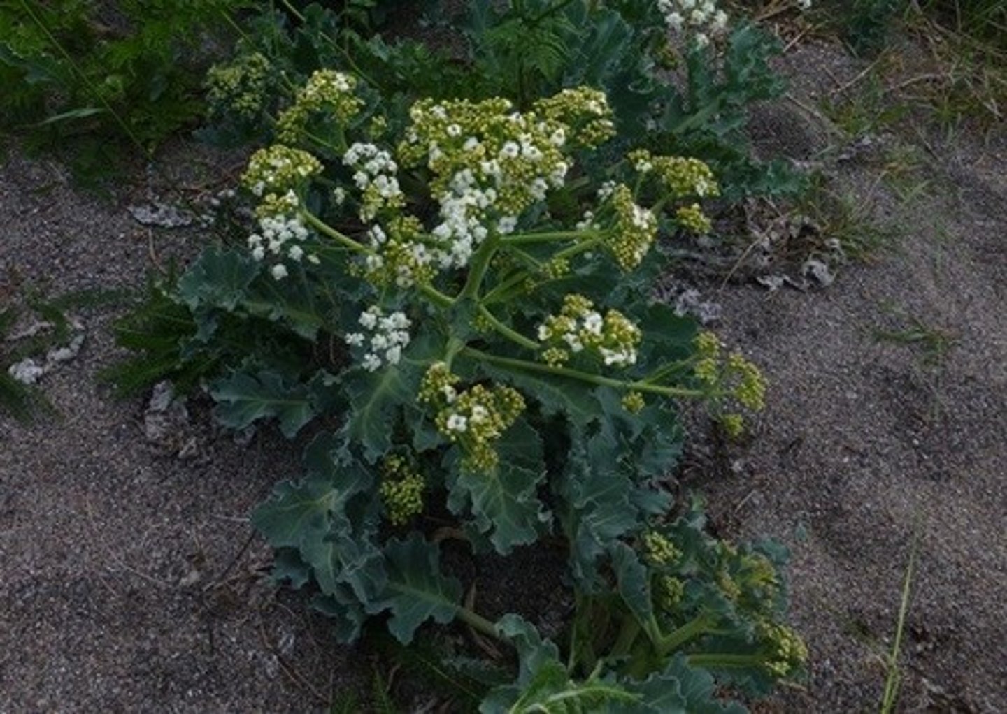 knowt flashcard image