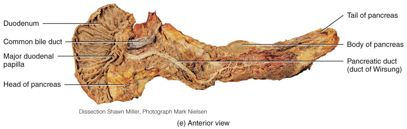 <p>THE PANCREAS IS A GLAND THAT: </p>