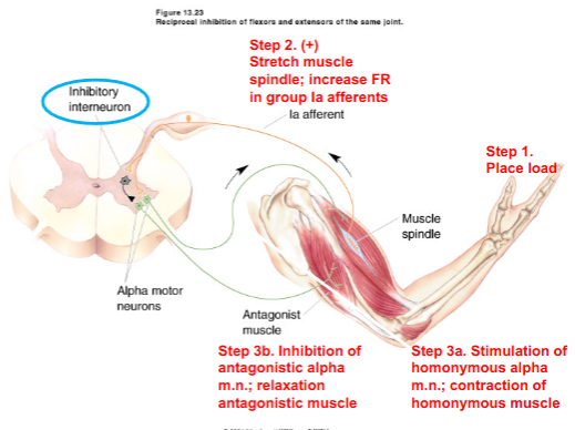 <p>contraction of homonymous muscles  (flexors) accompanied by the relaxation of antagonist muscles (extensors)</p><p>The steps as well</p>