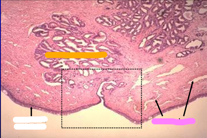 <p>Identify the structure:</p><p>Specie:</p><p>Orange:</p><p>White:</p><p>Pink:</p><p>Lined by:</p>