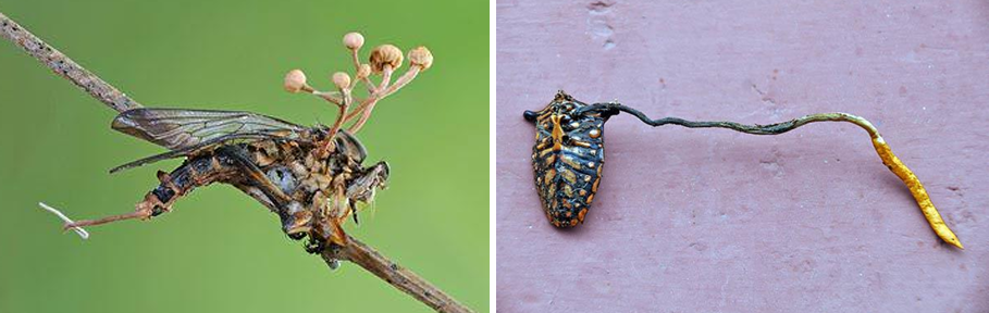 <p>Ophiocordyceps dipterigena &amp; Ophiocordyceps nutans</p>