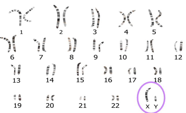 <p>chromosomes that carry traits that make who you are and determine your biological sex (male or female)</p><ul><li><p>Ex: the 23rd pair of human chromosomes (X or Y)</p></li></ul><p></p>