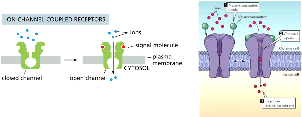 <p><span>•Neurotransmitter/chemical binds to channel to causing opening</span></p><p><span>•Converts <strong>chemical signal into electrical signal</strong></span></p>