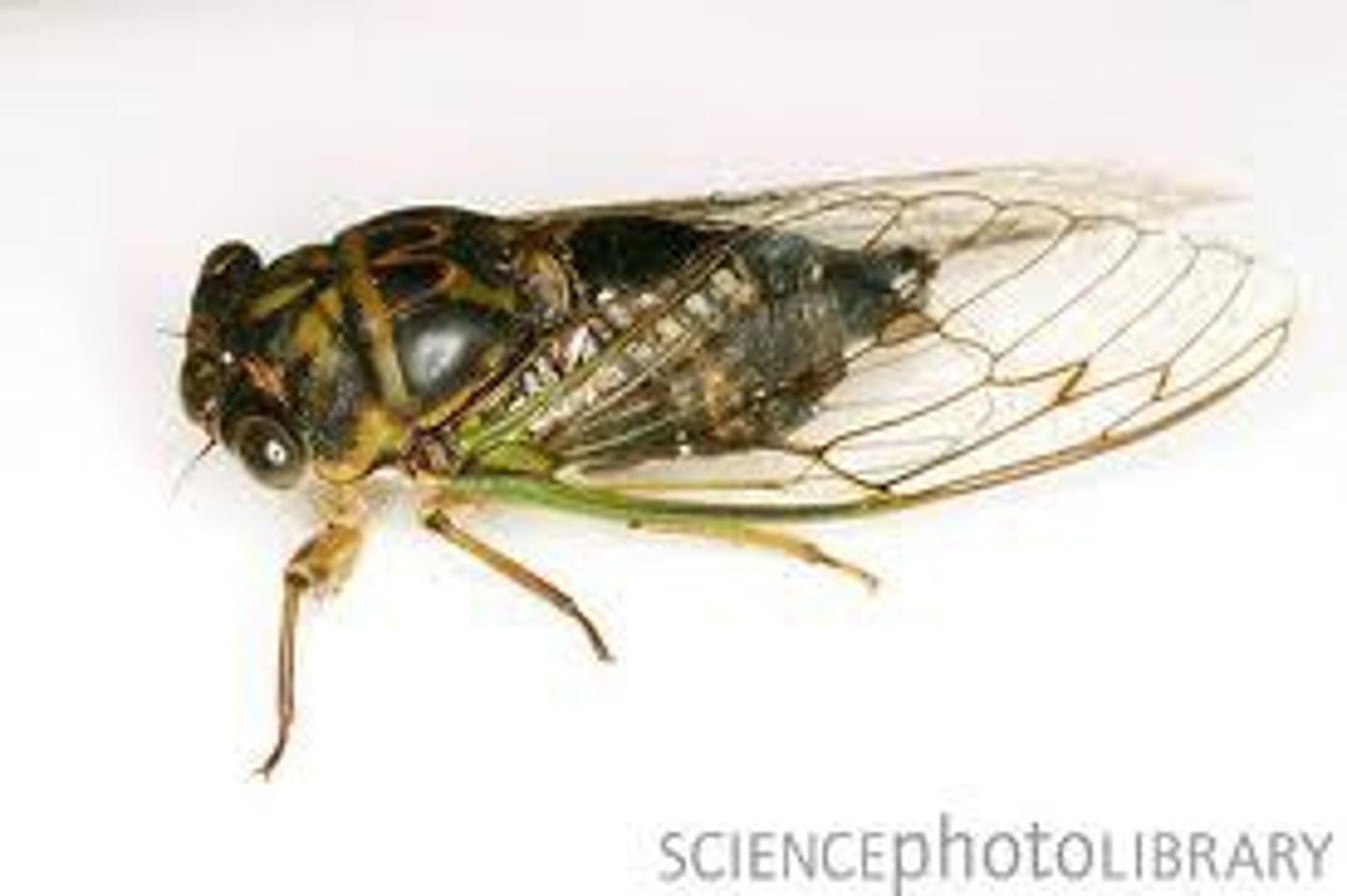 <p>A large insect known for its loud, buzzing calls. (ve sầu)</p>