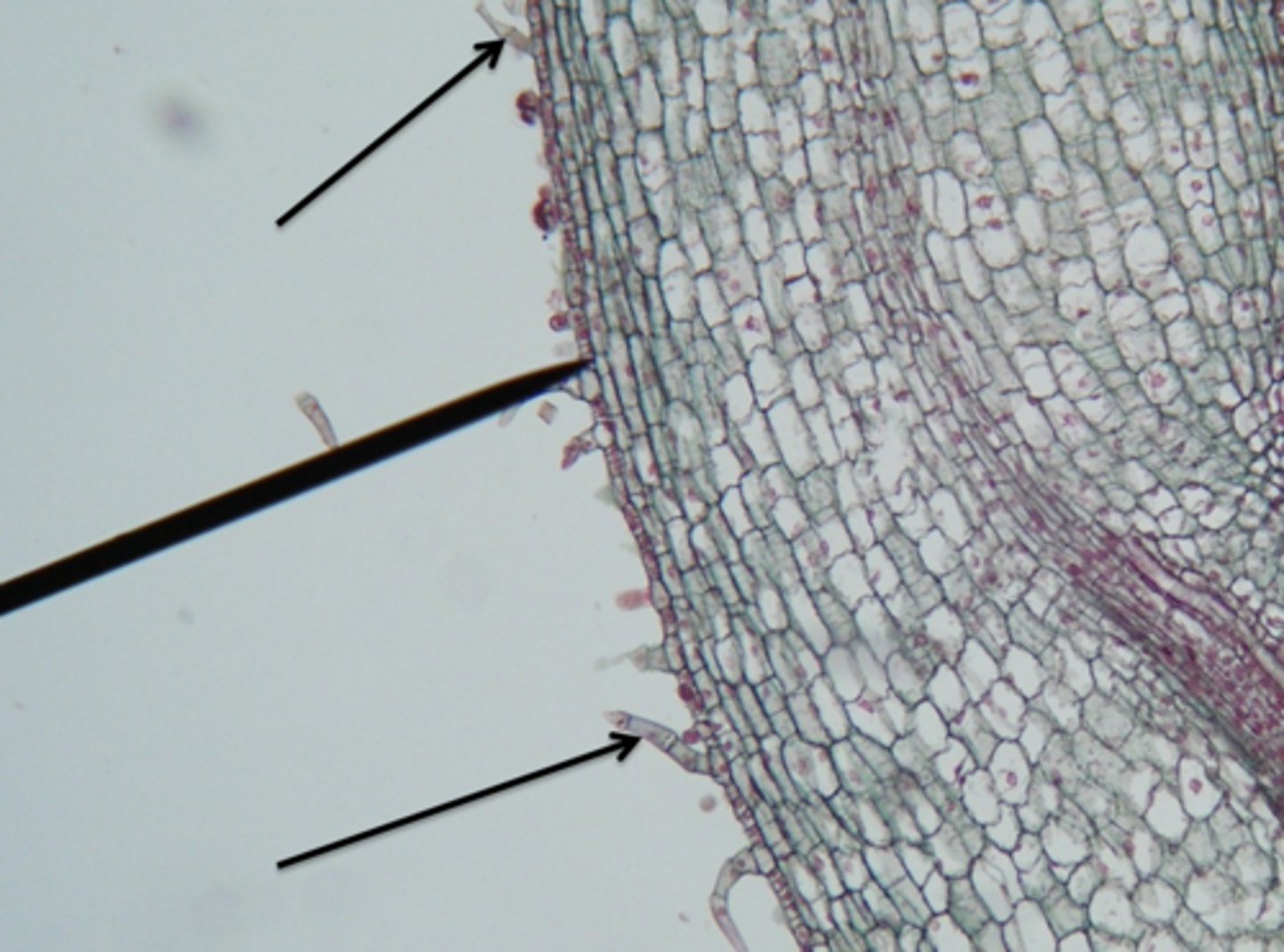 <p>All of the following describe the function of what?</p><p>- increased reflection of solar radiation</p><p>- lower leaf temperatures</p><p>- lower rate of water loss</p><p>- deterrence of pests</p><p>- exude salts</p>
