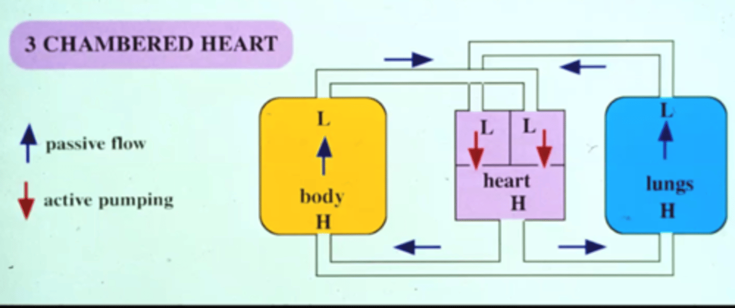 <p>3 chambers because they aren't as active and are ectotherms</p>