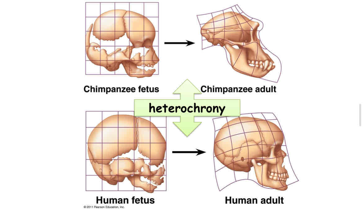 <p>Heterochrony </p>