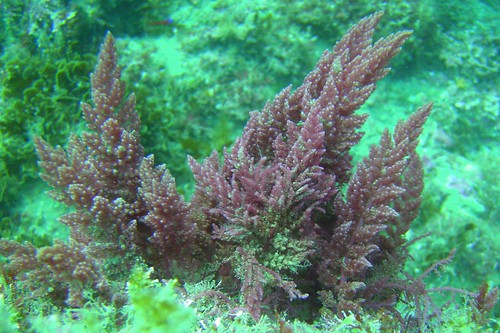 Phylum Rhodophyta; 
marine algae in which the chlorophyll is masked by a red or purplish pigment