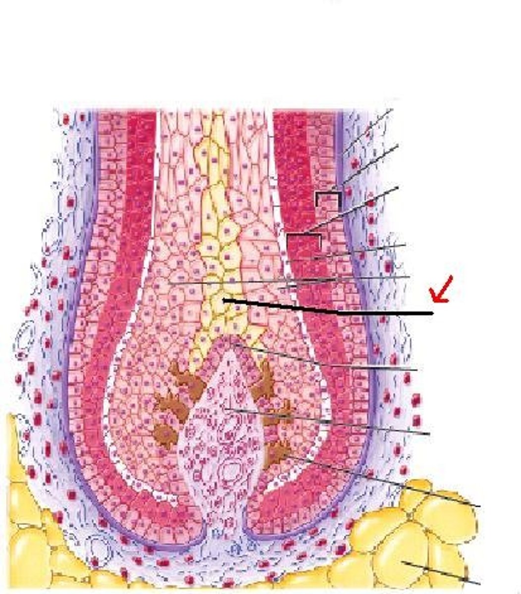 <p>innermost portion of a hair shaft</p>