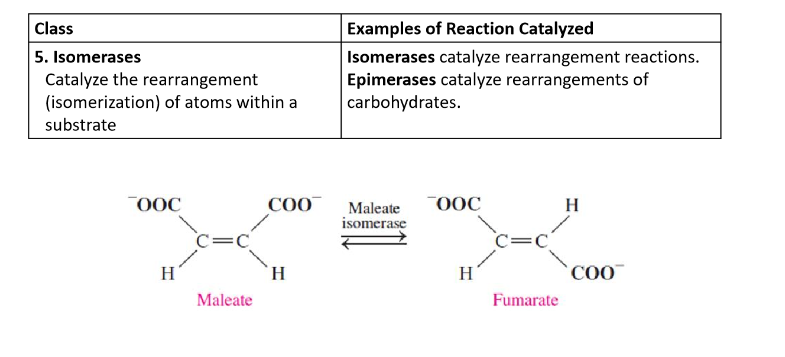 <p>catalyze the rearrangement (isomerization) of atoms within a substrate</p>