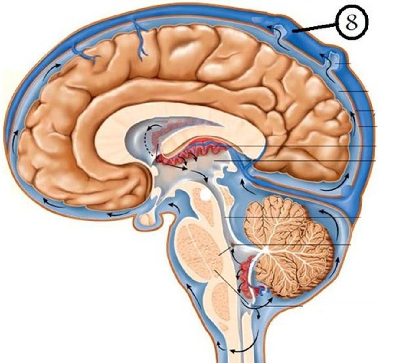 <p>Excess cerebrospinal fluid is returned to the venous circulation by structures called the ___________________ or arachnoid granulations.</p>