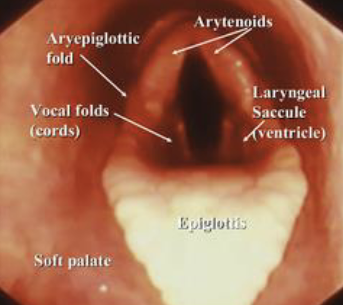 <p>larynx endoscopic view</p>