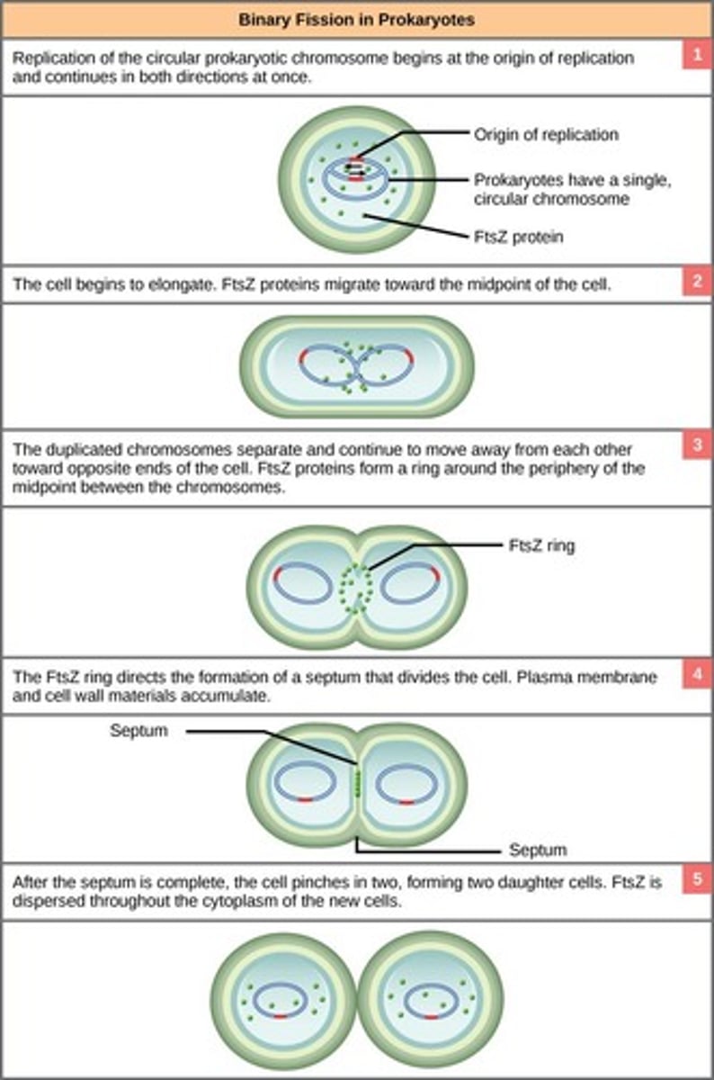 <p>Binary fission.</p>