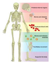 <ul><li><p>Bones provide structure and support for the body.</p></li><li><p>They protect vital organs like the brain and heart.</p></li><li><p>Bones produce red and white blood cells in the bone marrow.</p></li><li><p>They store minerals such as calcium and phosphorus.</p></li><li><p>Bones aid in movement by providing attachment points for muscles.</p></li></ul>