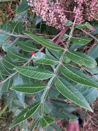 <p>Winged sumac</p>
