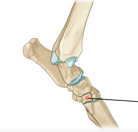<p>First distal tarsal; supports Mt1 if present.</p>