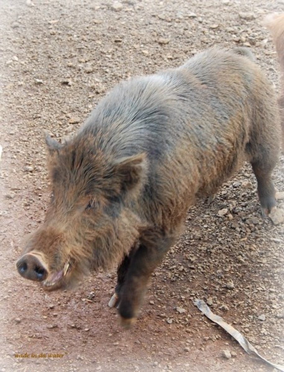 <p>Wild pig with tusks</p>