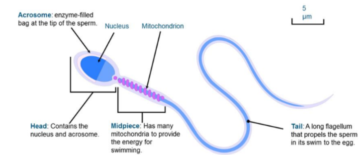 * Simple as sole purpose is to deliver genetic material 
* Composed of 3 main regions: Head, mid-piece + tail 