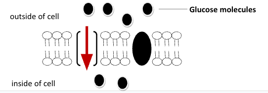 <ul><li><p><span style="background-color: transparent;"><strong>movement of larger molecules</strong> like glucose through the cell membrane – larger molecules must be “helped”</span></p></li></ul><ul><li><p><span style="background-color: transparent;"><strong>Proteins</strong> in the cell membrane <strong>form channels for large molecules to pass through&nbsp;</strong></span></p></li></ul><ul><li><p><span style="background-color: transparent;">Types of transport proteins: <strong>Channel proteins and Carrier proteins</strong></span></p></li></ul><p></p>