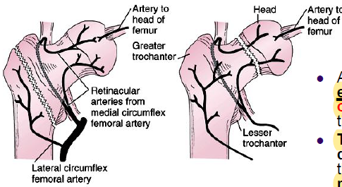 elderly women with osteoporosis
 transcervical fracture disrupts blood supply via retinacular arteries from medial circumflex femoral artery and may cause avn