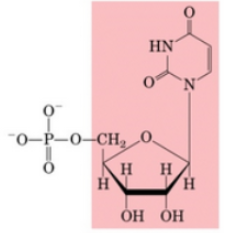 <p>What Nucleotide</p>