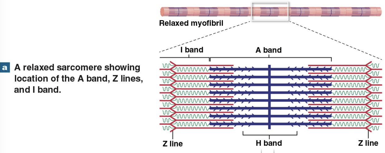 <p>a relaxed sarcomere showing location of the A band, Z lines, and I band</p>
