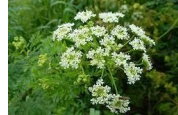<p>Poison Hemlock</p>