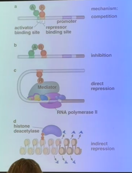 <p>a) if a repressor binding site overlaps with an enhancer, the repressor can come in to bind and force off the activator</p><p>b) a repressor can bind at a site that is physically separate from the enhancer, but still directly interact with the activator to inhibit its functionality</p><p>c) interacts with the mediator complex can cause direct repression by preventing RNA polymerase or any activators from binding</p><p>d) removing acetyl groups encourages tighter chromatin structure to squelch gene expression</p>