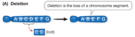 <p>A mutation that results from <u>the loss of a chromosome segment</u> when a chromosome breaks at two points and then rejoins, leaving out the DNA between the breaks.</p>