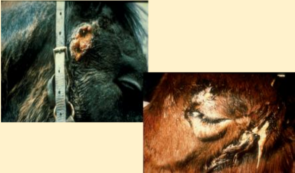 <p>What do these images show?</p>