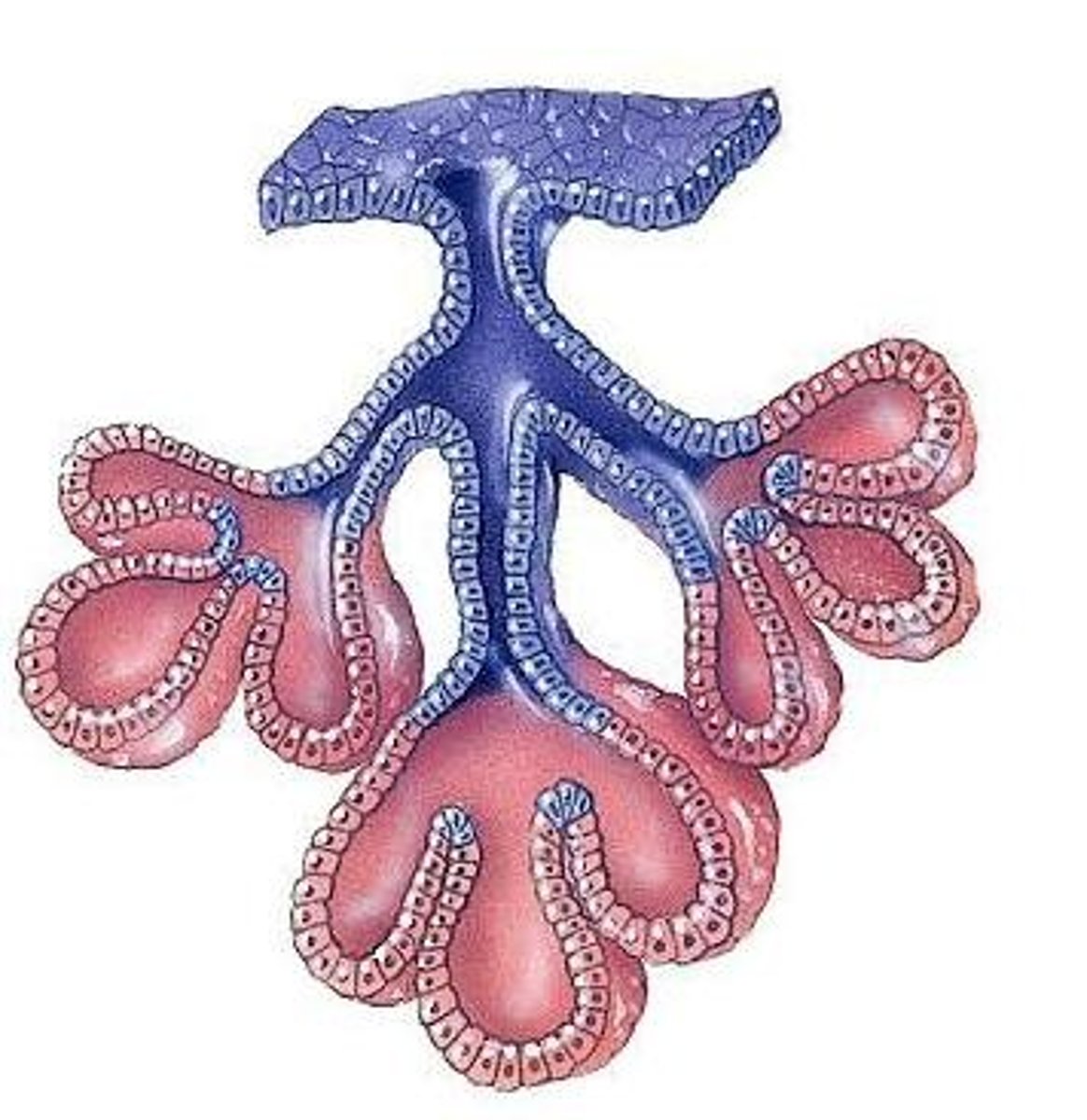 <p>What type of gland is the image</p>