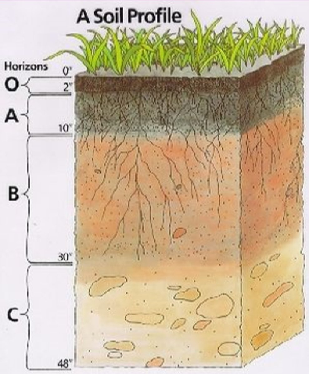 <p>soil type with mineral material, zone of accumulation or metals and nutrients</p>