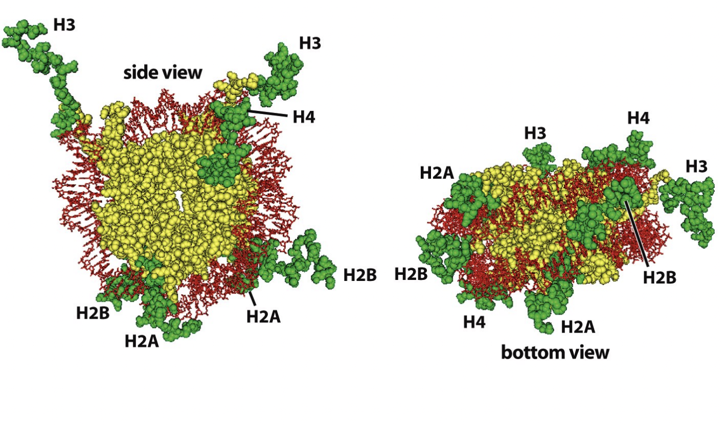 <ul><li><p>tailes of the<strong> four core histones&nbsp;</strong>&nbsp;extend out from the nucleosome core</p></li><li><p>available to be acted upon</p></li><li><p>by protein modifying enzymes</p></li><li><p>Specific amino acids in the tails are often<strong> post-translationally</strong>&nbsp;modified by a wide variety of modifcations</p></li></ul><p><em>Histones are proteins, and have N and C termini.</em></p><p><em>The N termini stick out a bit and so can be modified</em></p><p><em>e.g with acteyltransferase</em></p>