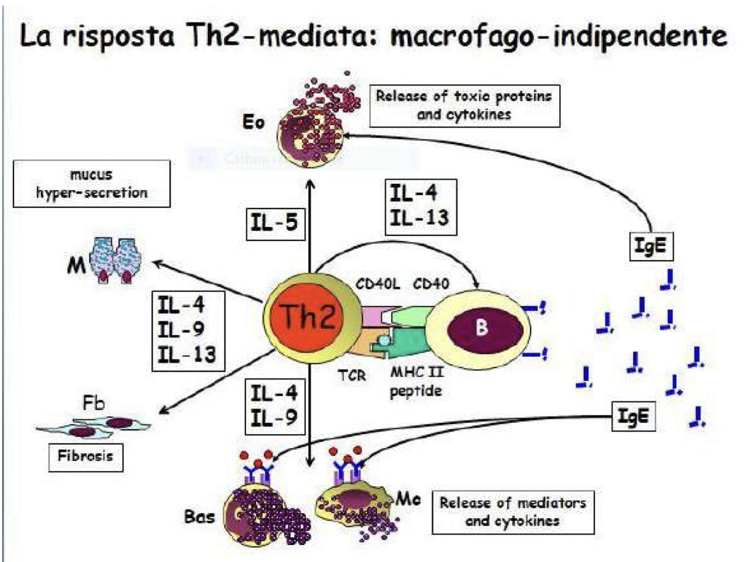 <p>La riposta di Th2 è macrofago indipendente.</p><p>Th2 esprime CD40L che stimola i linfociti B a produrre Ig e grazie a IL4 e IL13 fa lo switch isotipico per produrre IgE.</p><p>Le IgE:</p><ul><li><p>sensibilizzano i basofili e i mastociti che quando incontreranno L’allergene o l’ag rilasceranno mediatori e produrranno citochine</p></li><li><p>Attivano il rilascio di proteine citotossiche e citochine da parte degli eosinofili</p></li></ul><p>Inoltre le Th2 producono IL5 che attiva gli eosinofili maturi e agisce sul midollo osseo per incrementarne la differenziazione</p><p>Il Th2 poi con IL4,9,13 innesca la produzione di muco da parte delle cellule mucipare e attiva i fibroblasti oltre che i basofili e i mastociti.</p><p></p>