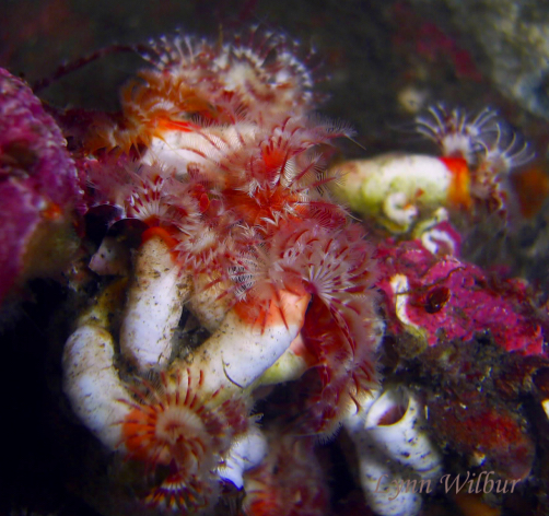 <p>Calcreous Tubeworm</p>