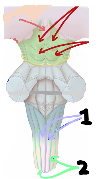 <p>identify structures 1&amp;2</p>