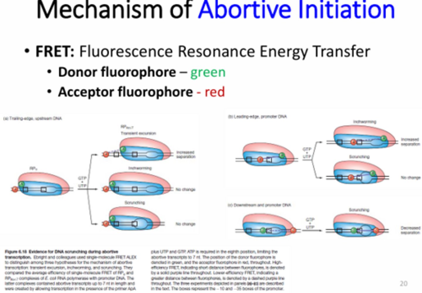 <p>Scrunching - because no color change was observed when the fluorophores were on the back of RNA pol and upstream of the RNA pol binding site, no color chance was observed when they were moved to the front of sigma and between -35 and -10, and finally color change was observed when the fluorophore on sigma was moved downstream within the gene.</p>