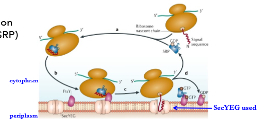 <ol><li><p>Pre-protein is synthesized in the ribosome and the signal sequence binds to the SRP.</p></li><li><p>SRP complex binds FtsY membrane receptor at the SecYEG complex.</p></li><li><p>Signal sequence is released from the SRP and ribosome docks to SecYEG Signal sequence opens SecYEG and initiates insertion or translocation event.</p></li><li><p>GTP hydrolysis releases SRP-FtsY complex recycling SRP back to cytoplasm.</p></li></ol><p></p>