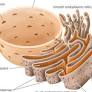 <p>identify this organelle (not the nucleus)</p>