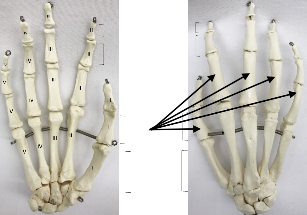 <p>What bones are these?</p>