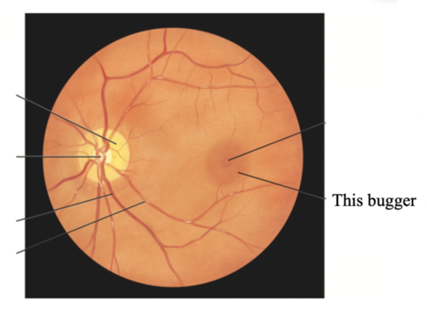 <p>Round darker area of the ocular fundus that mediates vision only from the central visual field</p>
